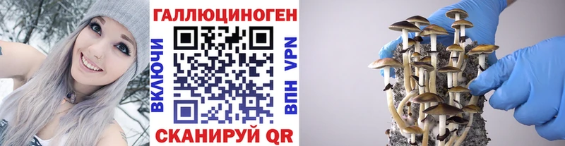 Купить  Кореновск  Псилоцибиновые грибы GOLDEN TEACHER 
